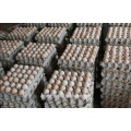 High quality egg cartons are sold to all over the world